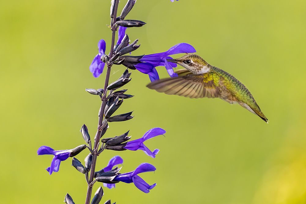 Art Print: Ruby-throated hummingbird at black and blue salvia