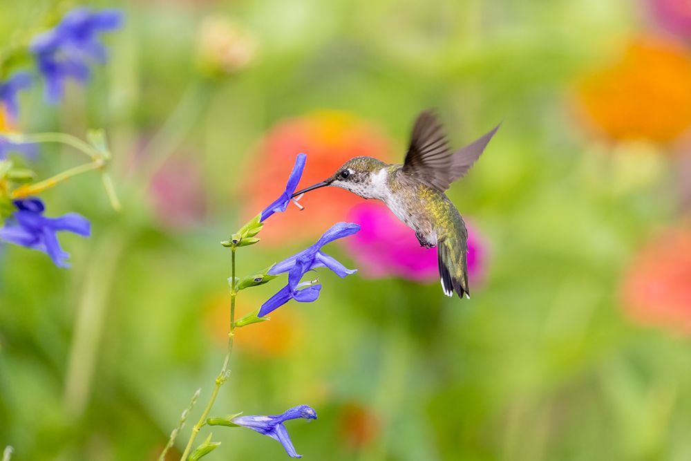 Art Print: Ruby-throated hummingbird at blue ensign salvia
