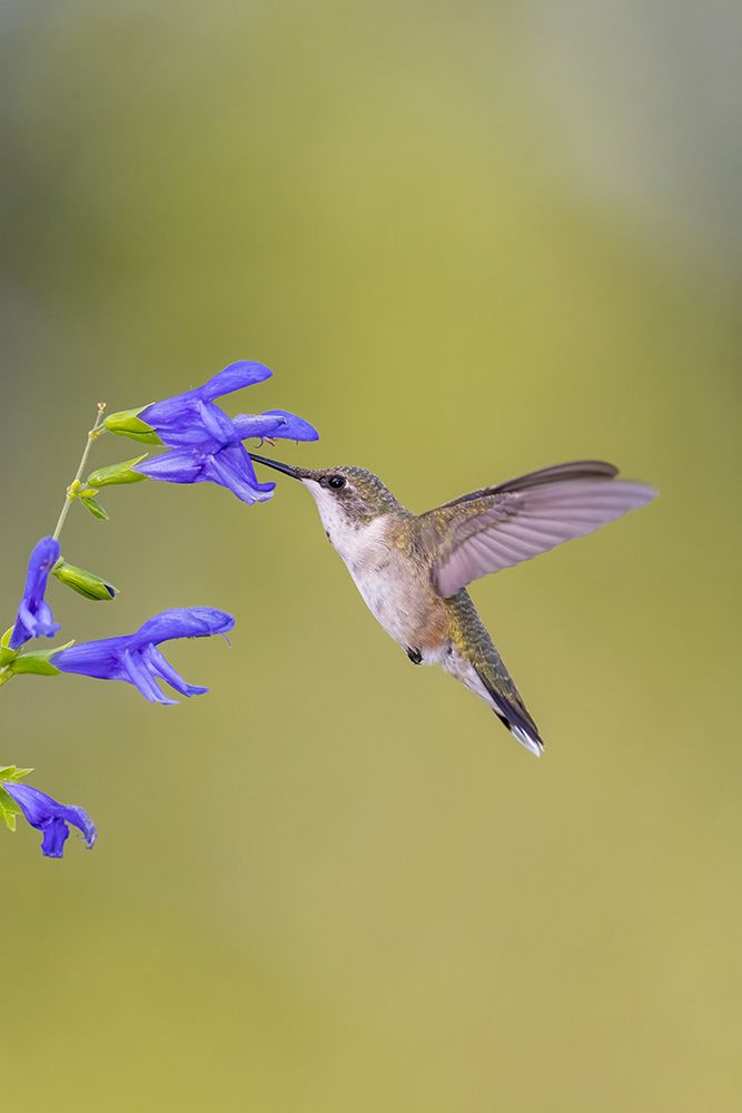 Art Print: Ruby-throated hummingbird at blue ensign salvia