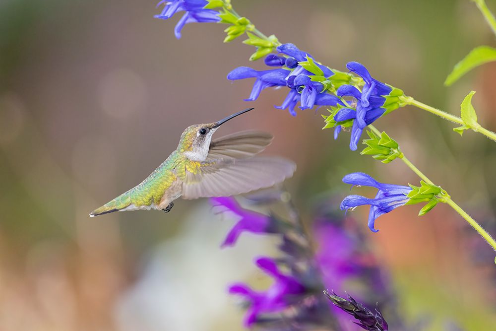 Art Print: Ruby-throated hummingbird at blue ensign salvia