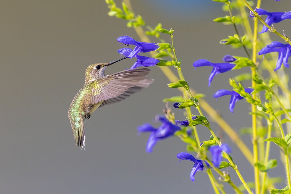 Art Print: Ruby-throated hummingbird at blue ensign salvia