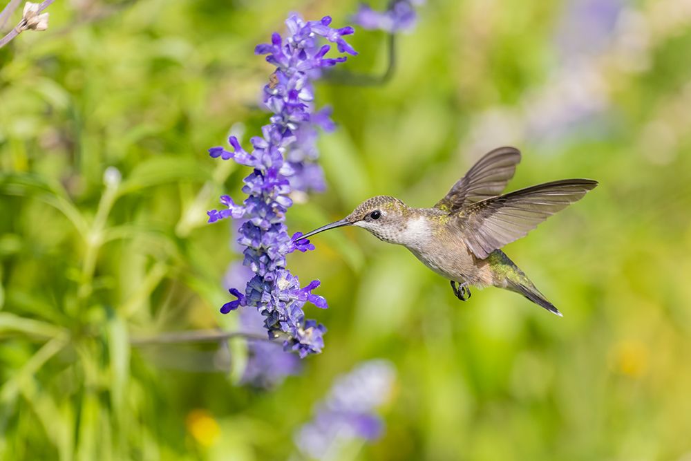 Art Print: Ruby-throated hummingbird at Victoria blue salvia