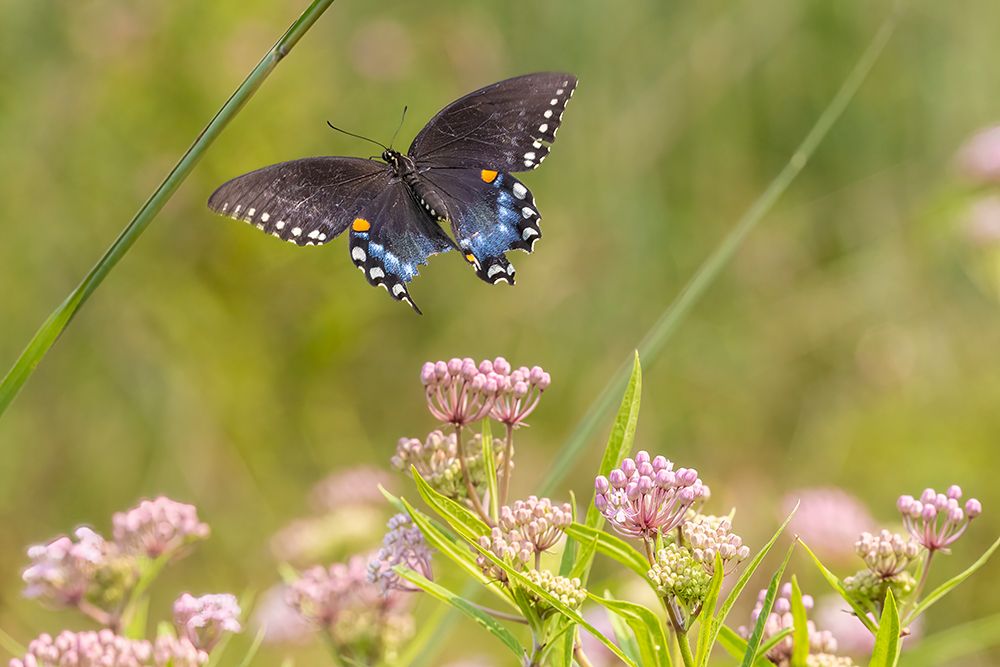 Art Print: Spicebush swallowtail flying to swamp milkweed