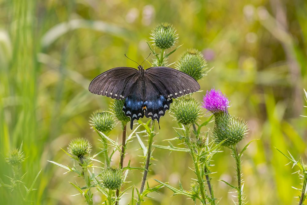 Art Print: Spicebush swallowtail on Bull thistle