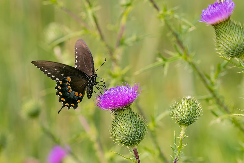 Art Print: Spicebush swallowtail on Bull thistle