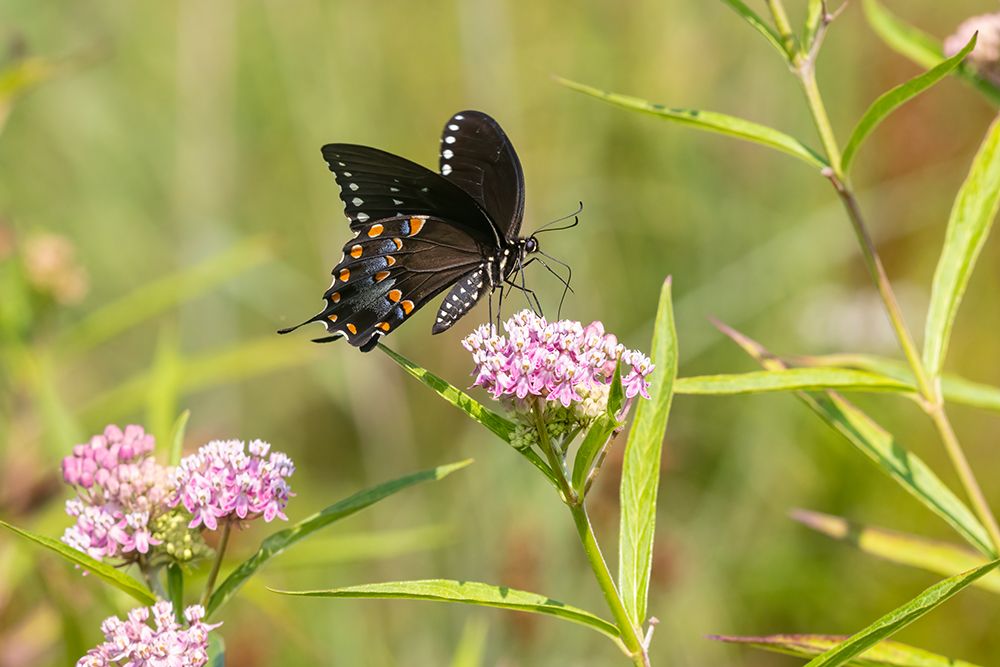 Art Print: Spicebush swallowtail on swamp milkweed