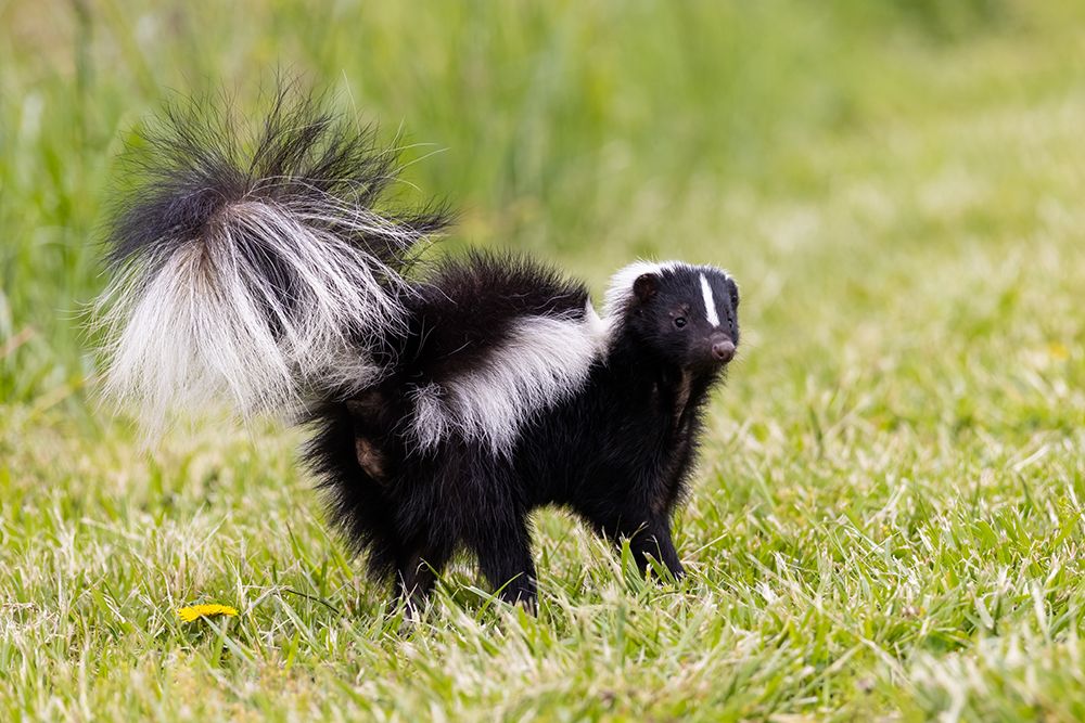 Art Print: Striped skunk digging for food