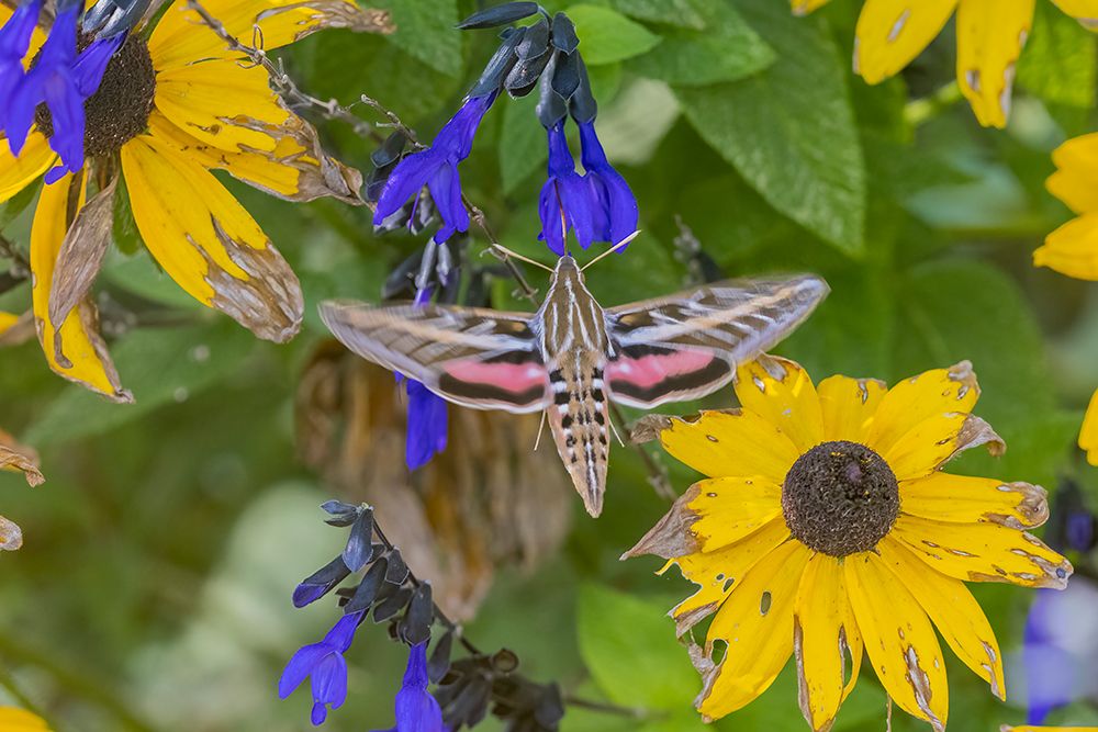 Art Print: White-lined Sphinx on salvia