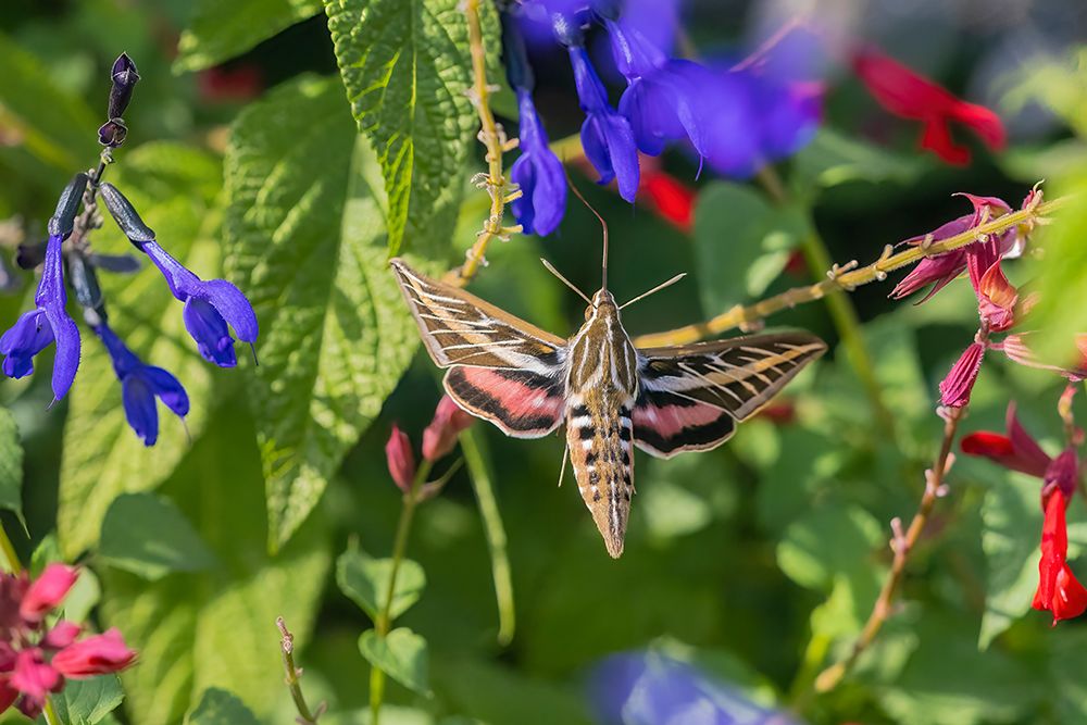 Art Print: White-lined Sphinx on salvia
