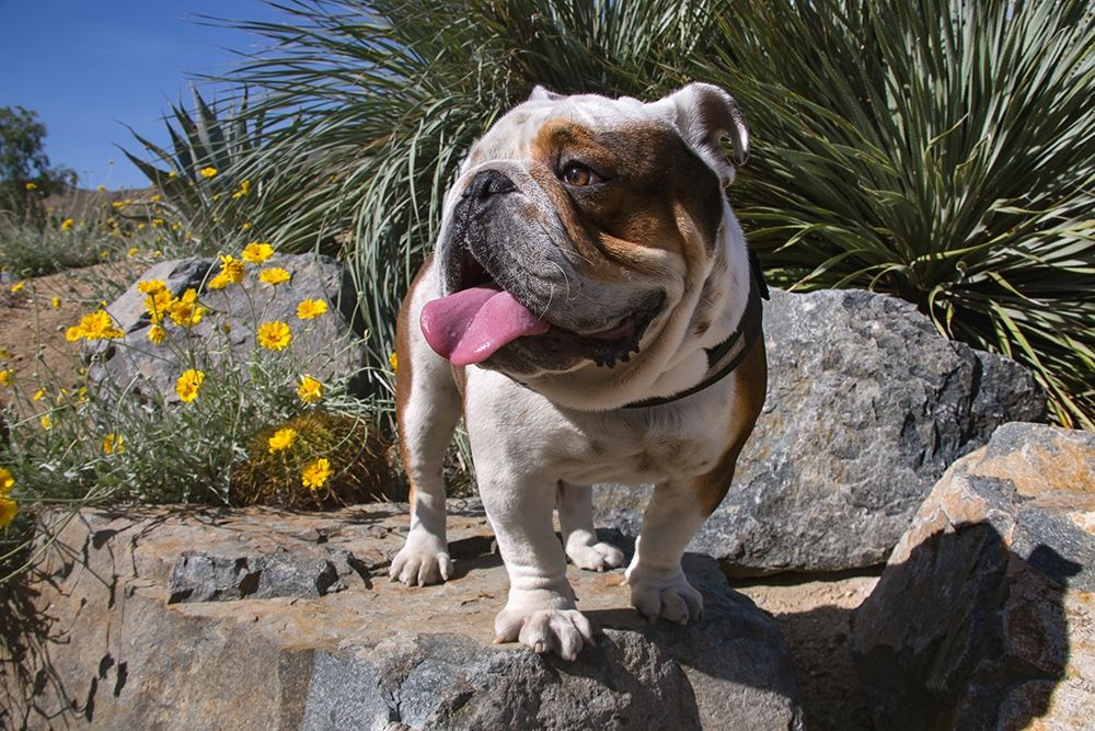 Art Print: Bulldog in a desert garden