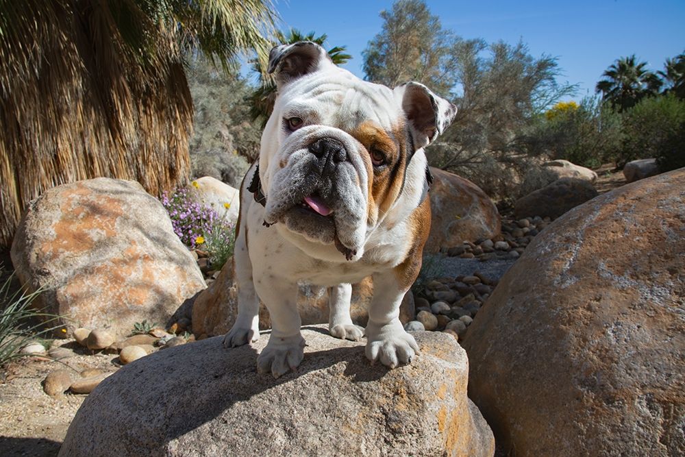 Art Print: Bulldog in a desert garden