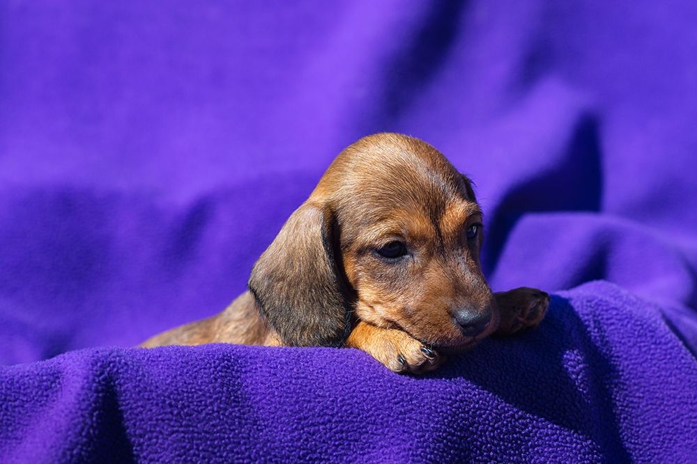 Art Print: Doxen Puppy