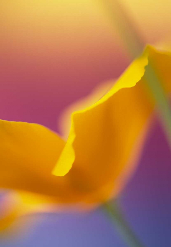 Art Print: Abstract close-up of poppy flower