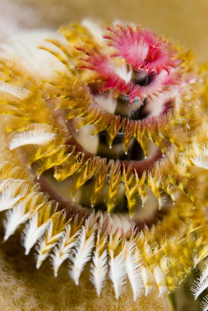 Wall Art Painting id:134200, Name: Solomon Islands Christmas tree worm, Artist: Shimlock, Jones