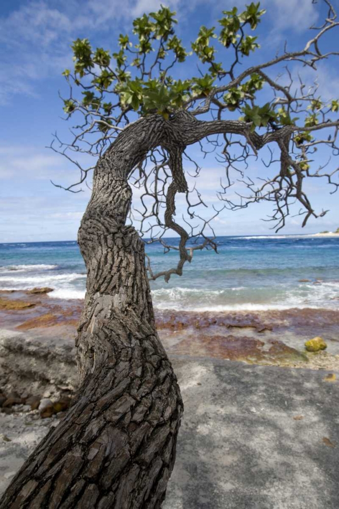 Art Print: French Polynesia, Rangiroa Tree over the beach