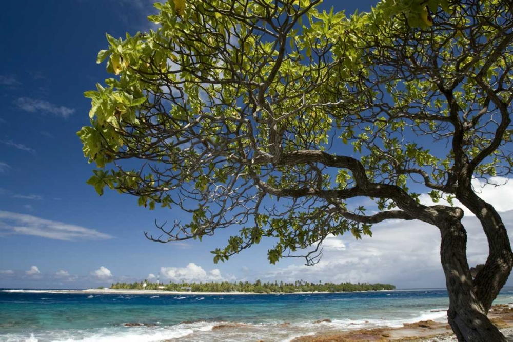 Art Print: French Polynesia, Rangiroa Tree on the shore