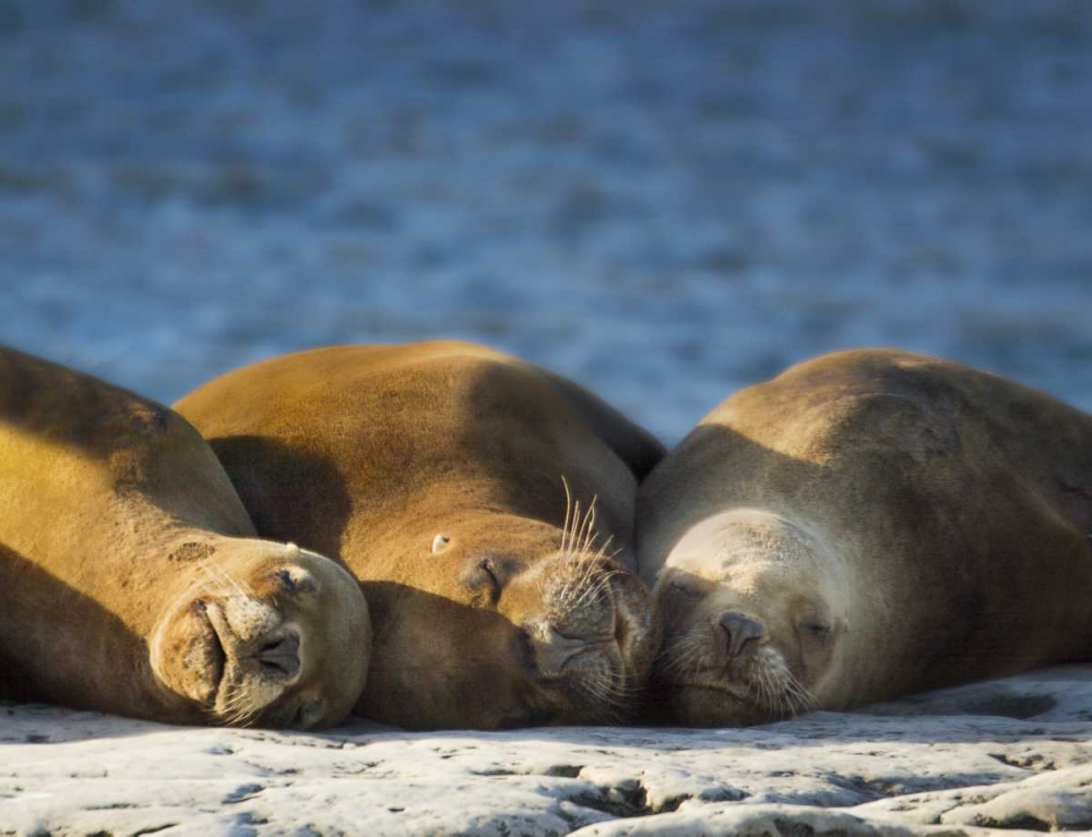 Art Print: Argentina, Chubut Three sleeping sea lions