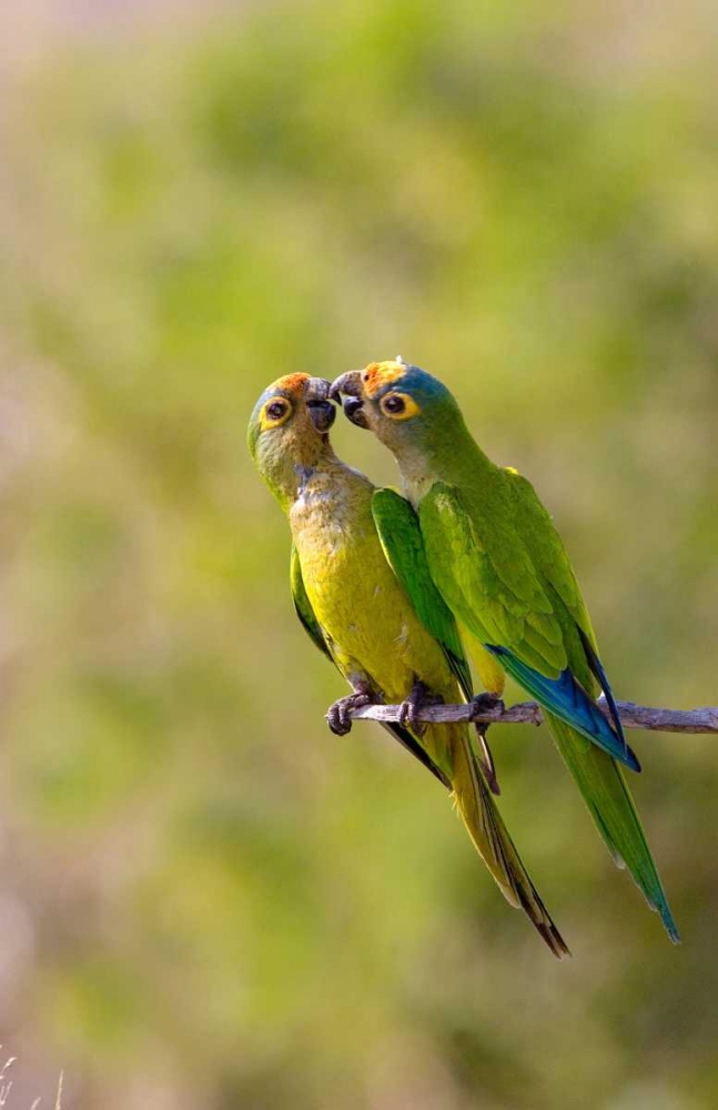 Art Print: Brazil, Pantanal Peach-fronted parakeets pair
