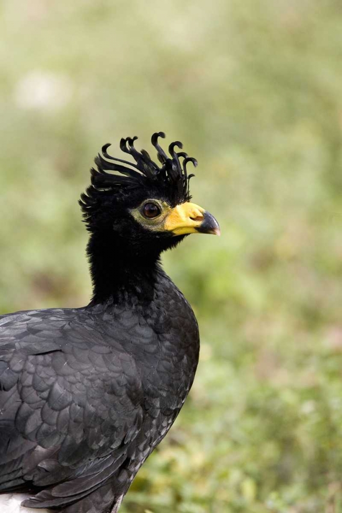 Art Print: Brazil, Pantanal Bare-faced curassow
