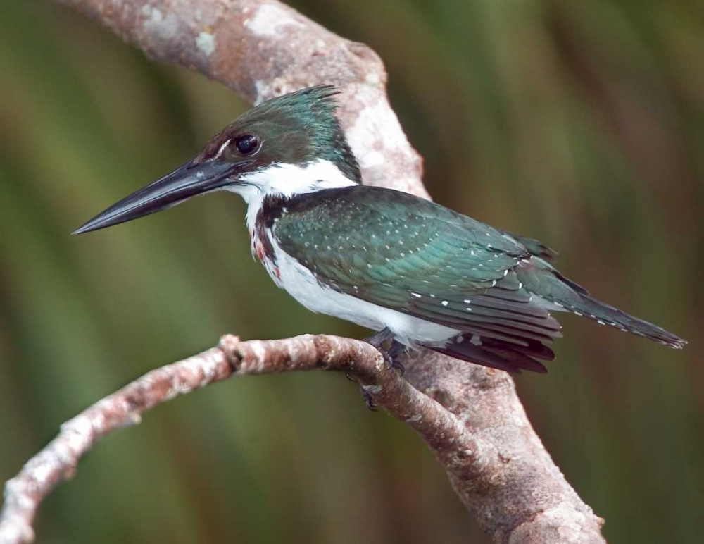 Art Print: Brazil, Pantanal Green kingfisher on tree limb