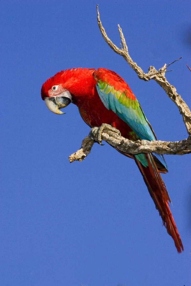 Art Print: Brazil, Pantanal Red and green macaw