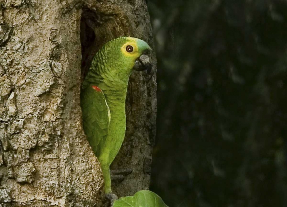 Art Print: Brazil, Pantanal White-eyed parakeet in tree