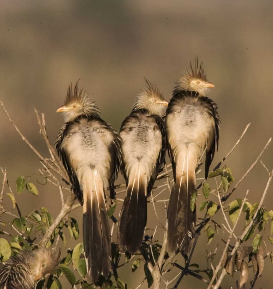 Art Print: Brazil Three guira cuckoos on a limb
