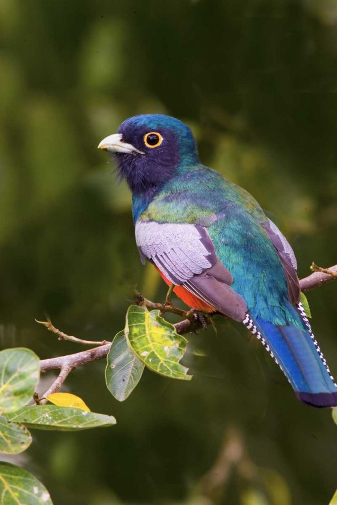 Art Print: Brazil, Pantanal Blue-crowned trogan on limb