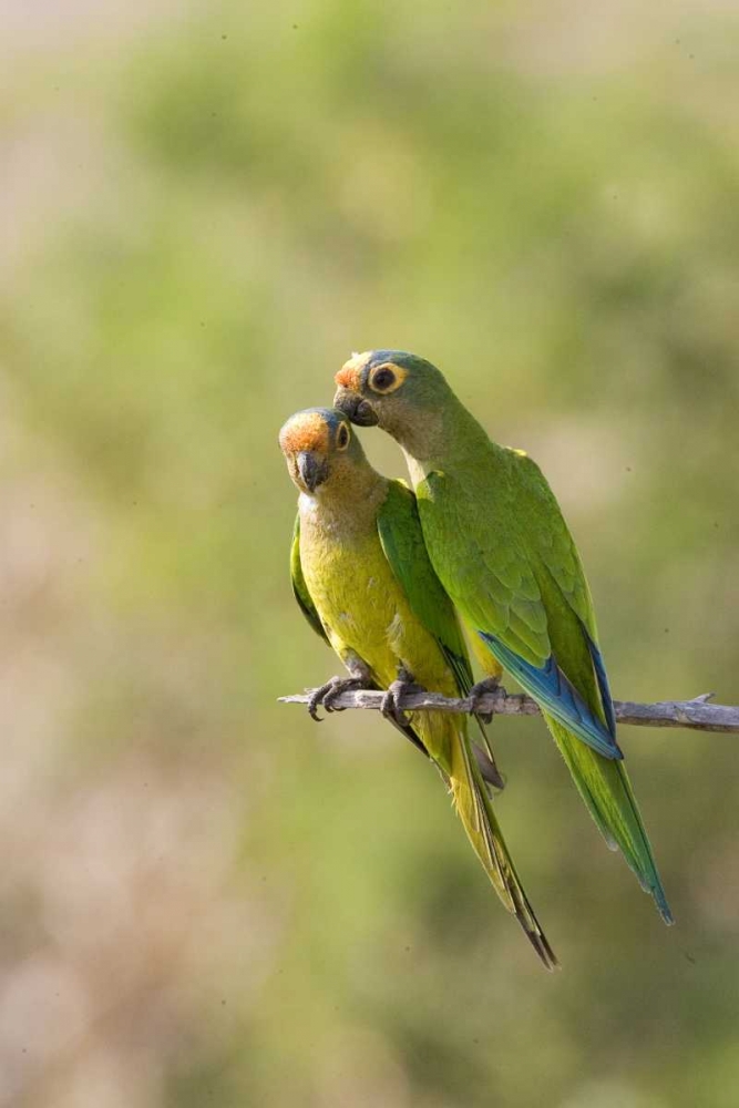 Art Print: Brazil, Pantanal Peach-fronted parakeets on limb