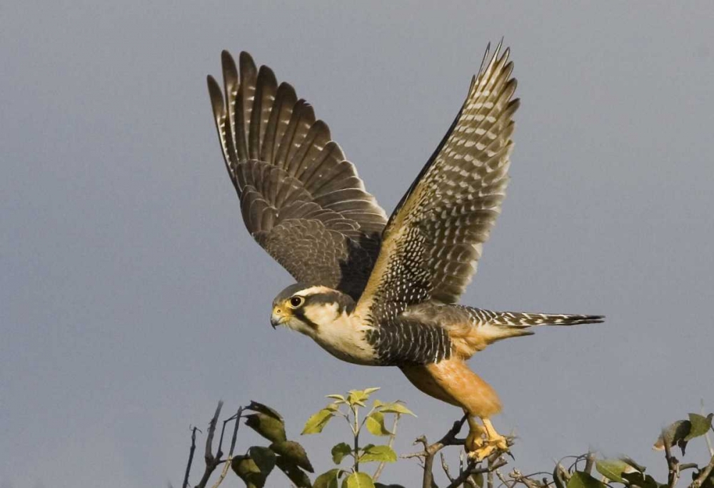 Art Print: Brazil, Pantanal American kestrel takes flight