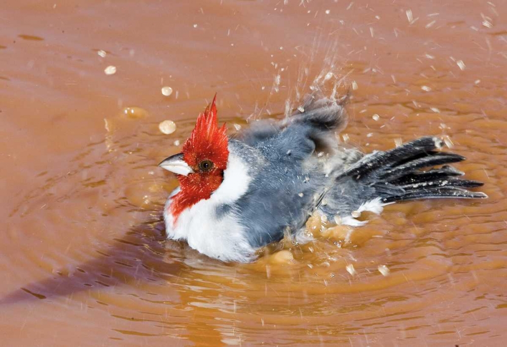 Art Print: Brazil, Pantanal Red-crested cardinal bathing