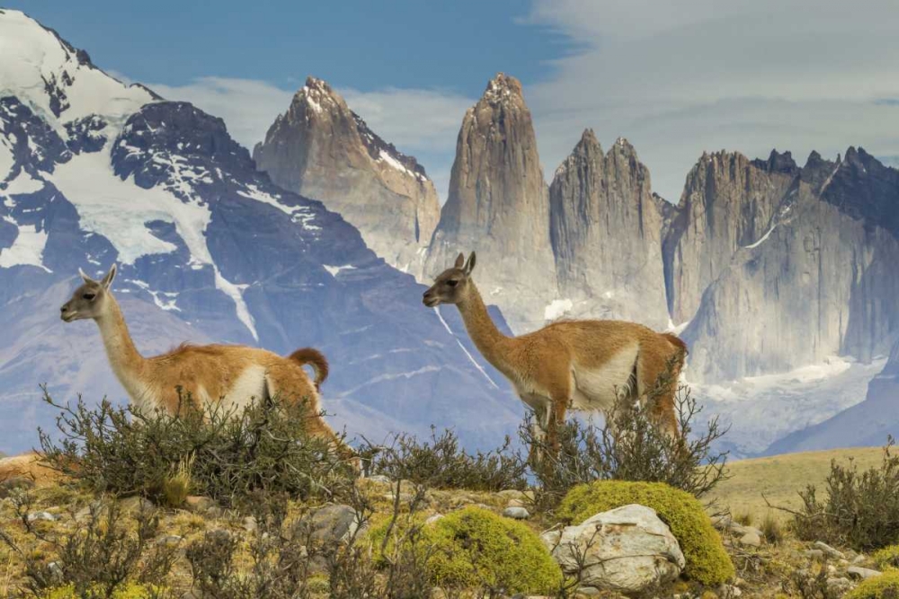 Art Print: Chile, Patagonia, Torres del Paine Guanacos