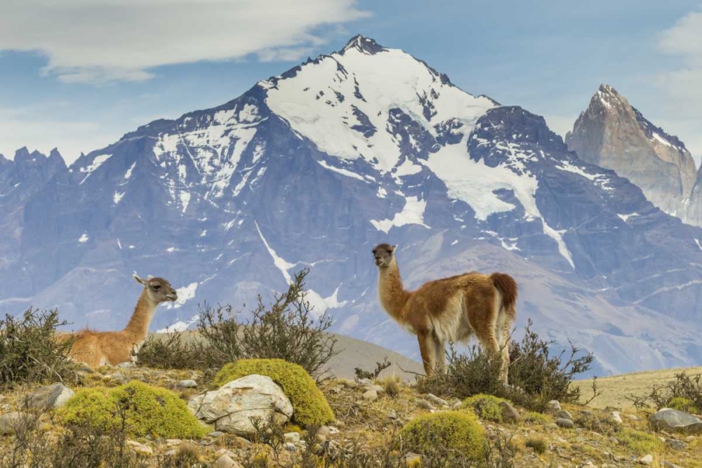 Art Print: Chile, Patagonia, Torres del Paine Guanacos