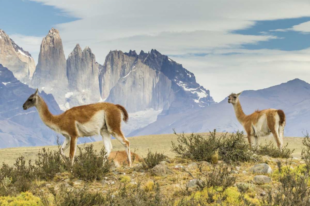 Art Print: Chile, Patagonia, Torres del Paine Guanacos