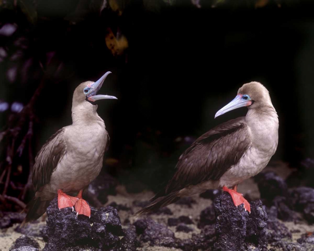 Art Print: Ecuador, Galapagos Islands Red-footed boobies