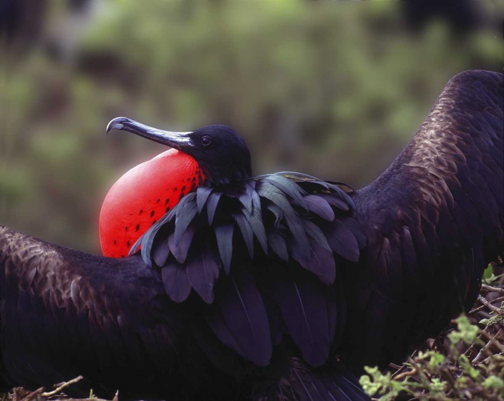 Art Print: Ecuador, Galapagos Spread-eagled frigatebird