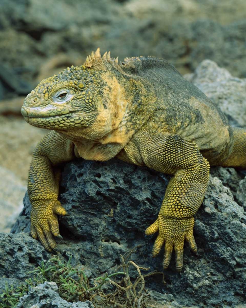 Art Print: Ecuador, Galapagos Islands Detail of land iguana