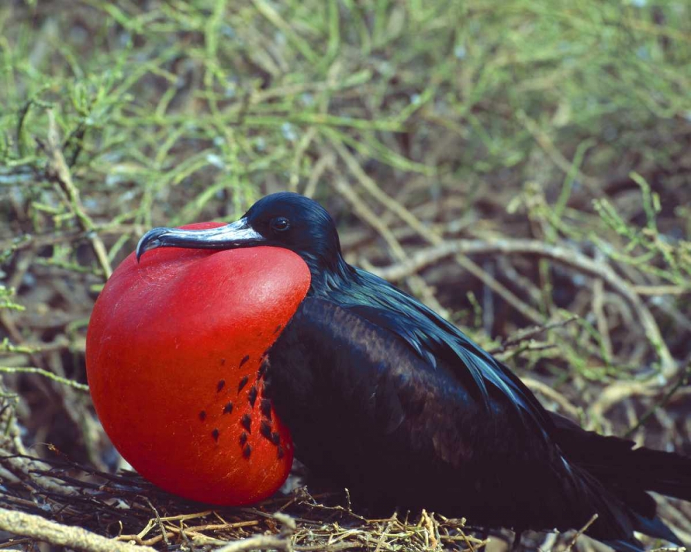 Art Print: Ecuador, Galapagos Frigatebird with red pouch