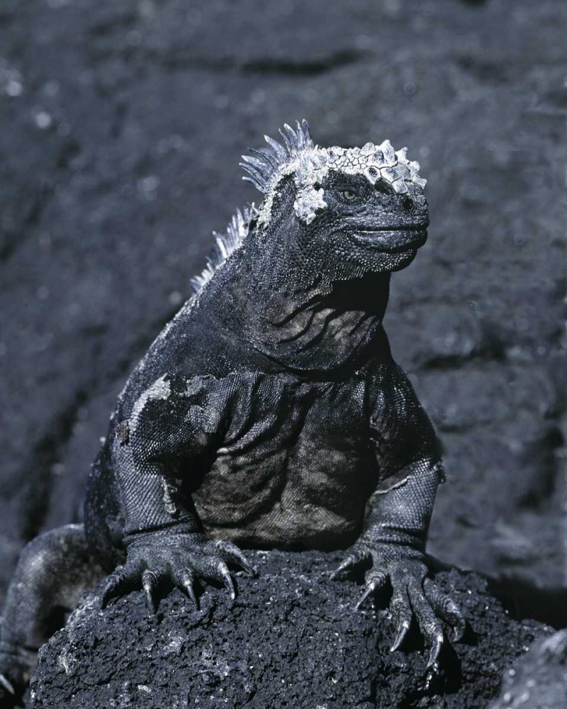 Art Print: Ecuador, Galapagos Islands Marine iguana
