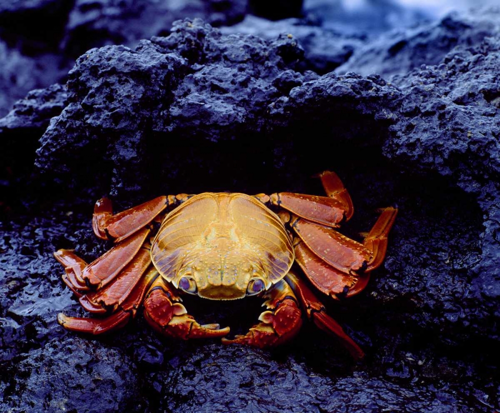 Art Print: Ecuador, Galapagos Sally lightfoot crab