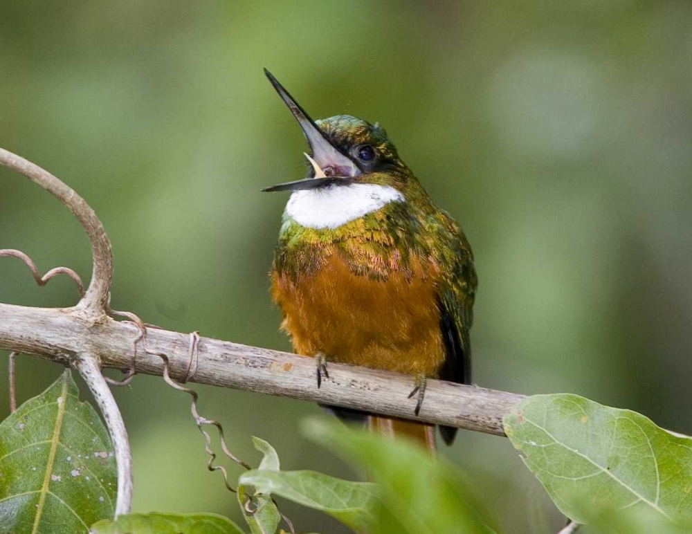 Art Print: Ecuador Rufous-tailed jacamar on branch