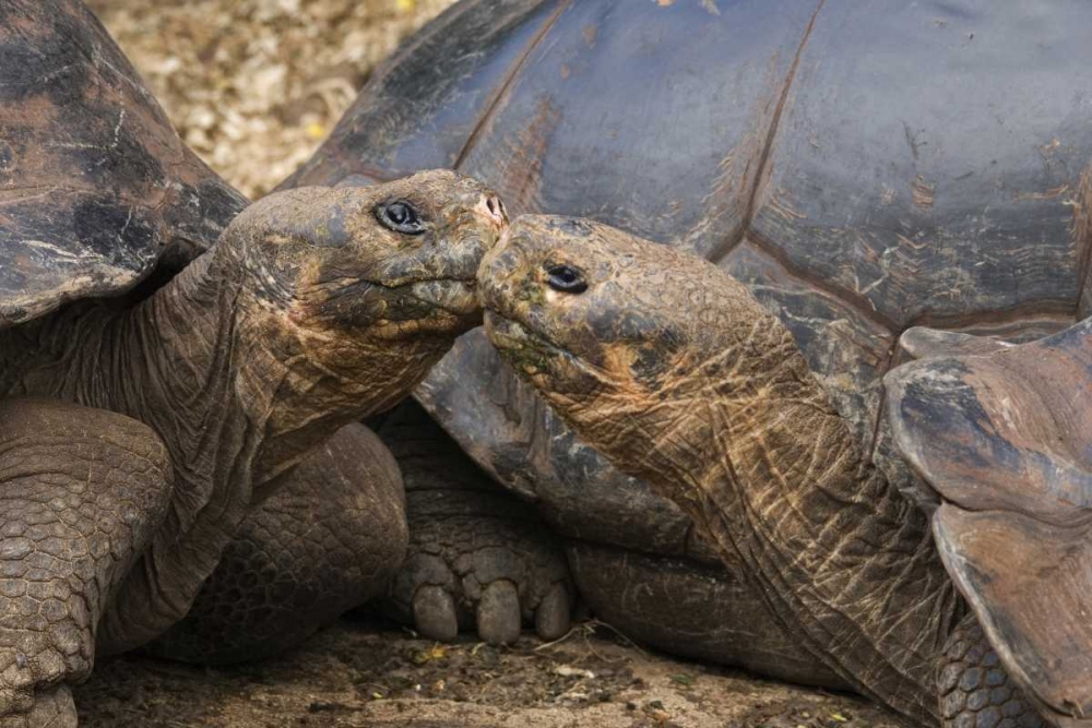 Art Print: Ecuador, Galapagos Islands Giant male tortoises