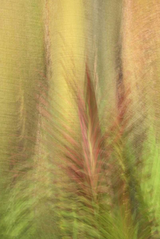 Art Print: Ecuador, Colon Montage of botanical plants