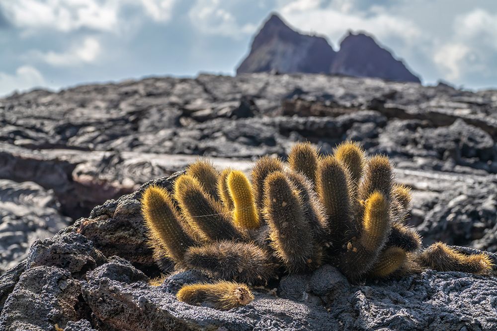 Art Print: Ecuador-Galapagos National Park-Santiago Island. Lava cactus among lava rocks.