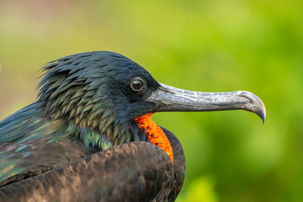 Art Print: Ecuador-Galapagos National Park-Genovesa Island. Frigatebird male profile.