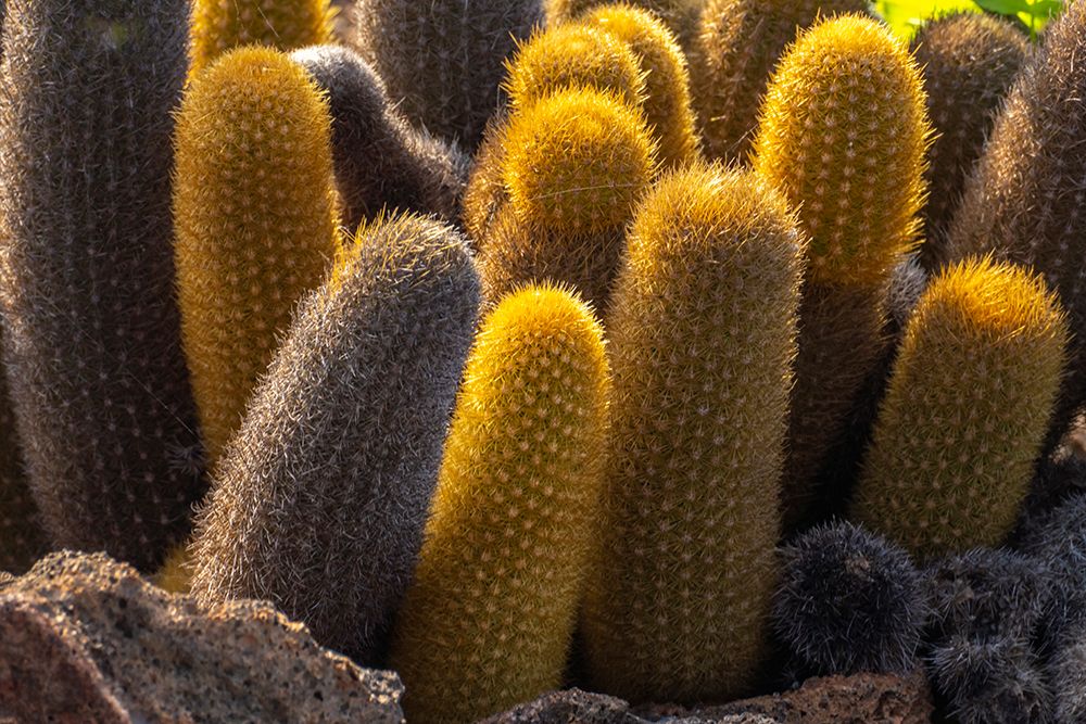 Art Print: Ecuador-Galapagos National Park-Santiago Island. Lava cactus among lava rocks.