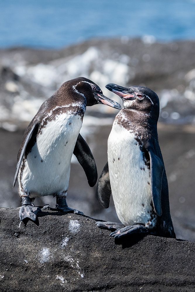 Art Print: Ecuador-Galapagos-Northwestern coast of Isabela-Tagas Cove. Galapagos penguins