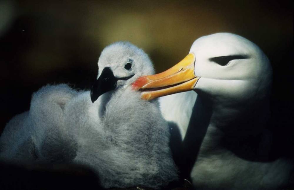 Art Print: Falkland Islands Albatross parent grooming chick
