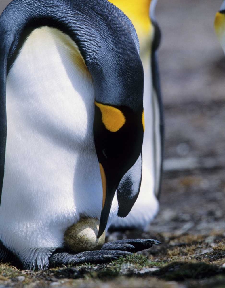 Art Print: Falkland Islands King penguin tends single egg