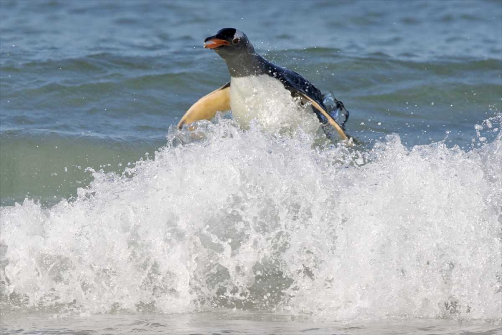 Art Print: Saunders Island Gentoo penguin emerges from sea